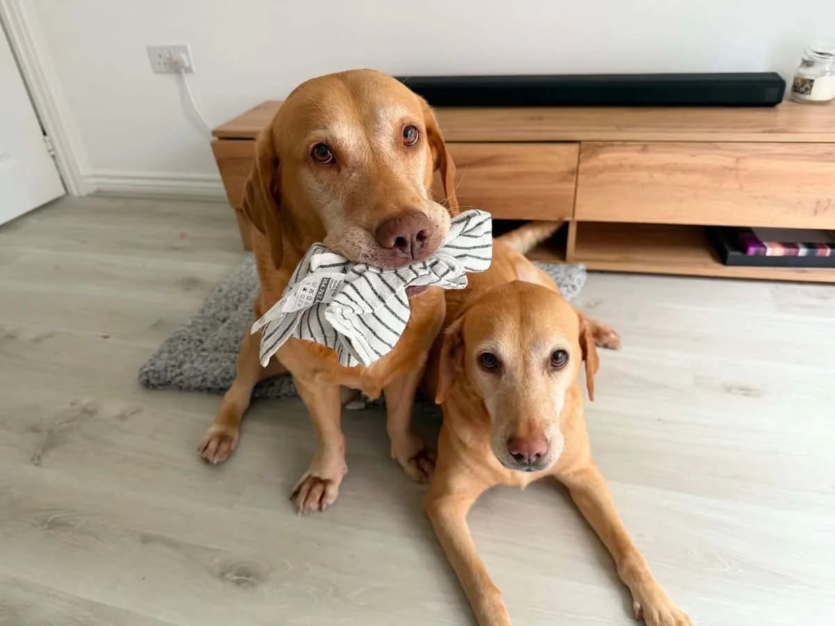 Bailey & Hooch, Labrador Retriever for adoption at Yappy Ever After Dog Rescue