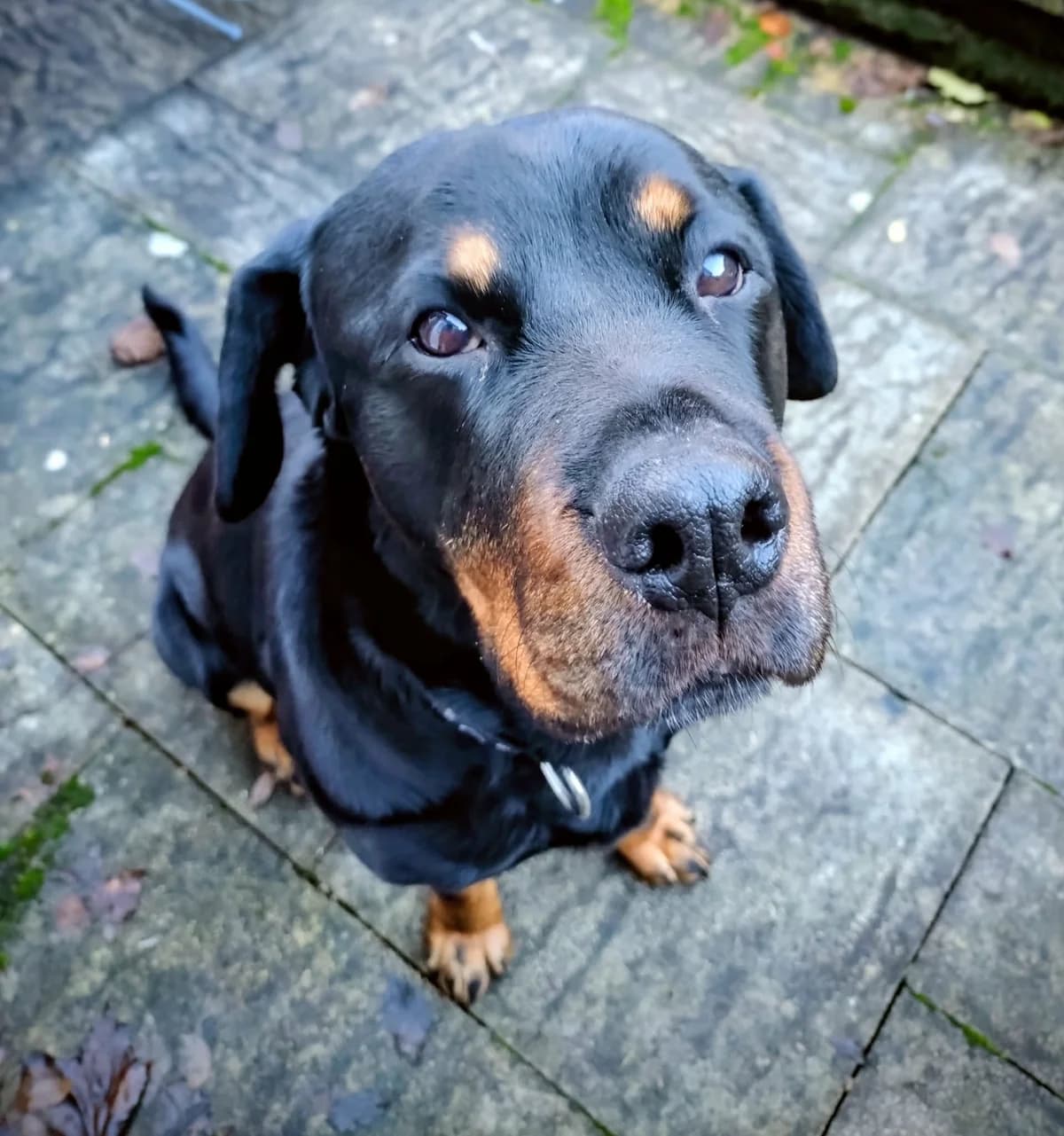 Roxy, female senior Labrador Retriever for adoption at Yappy Ever After Dog Rescue