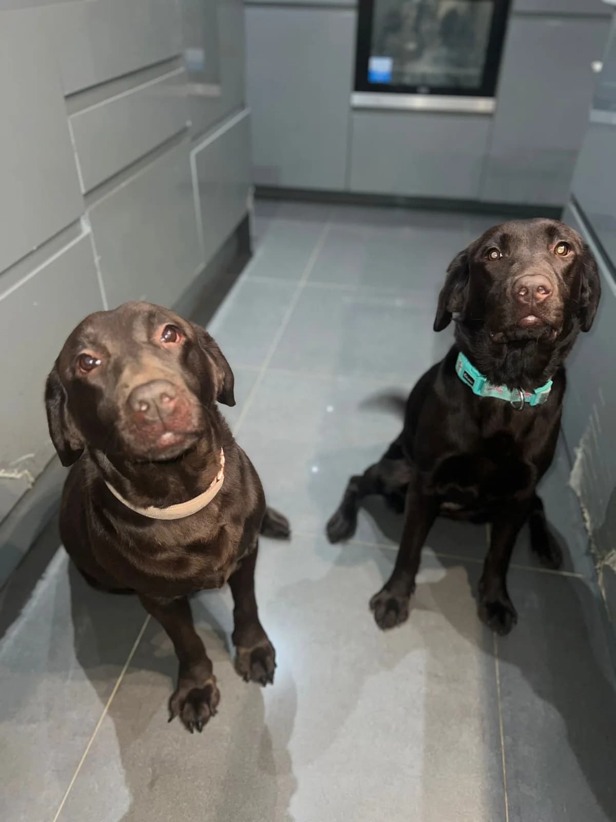 Willow & Coco, female 7yo Labrador Retriever for adoption at Yappy Ever After Dog Rescue