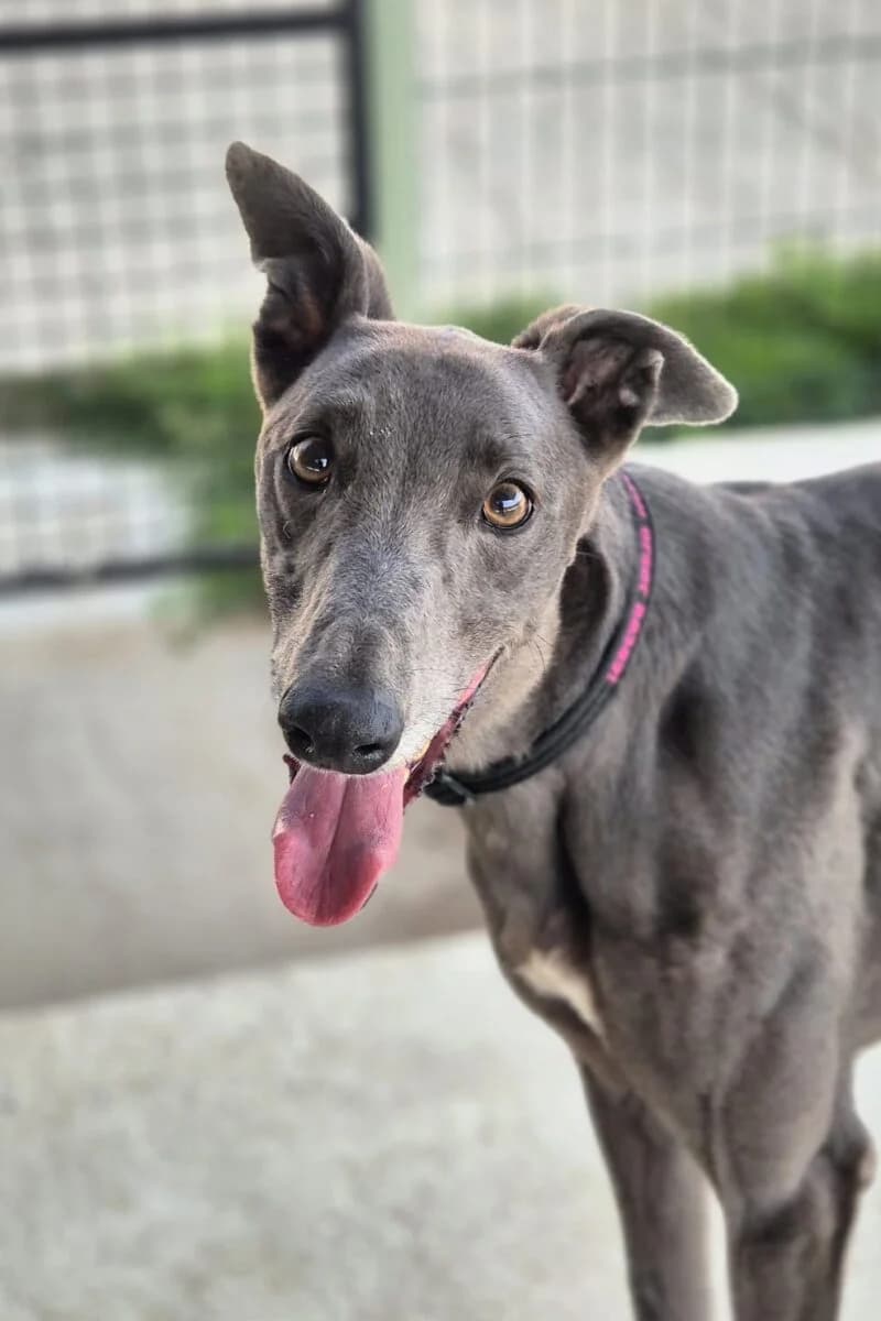 Bennie, male Greyhound for adoption at Yarmouth Greyhound Homefinders