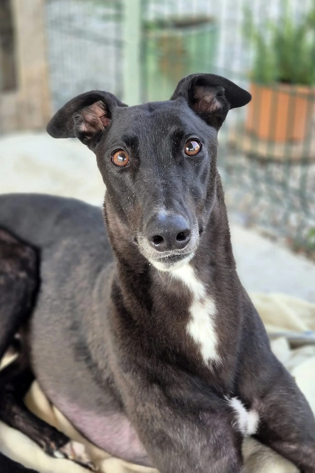 Billy, male Greyhound for adoption at Yarmouth Greyhound Homefinders