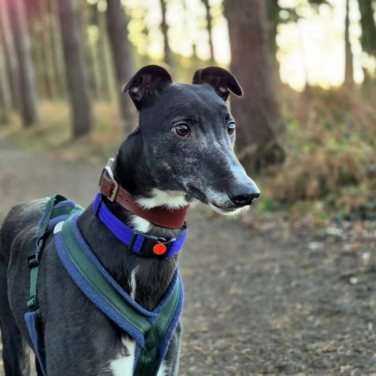 Blake, Greyhound for adoption at Yarmouth Greyhound Homefinders