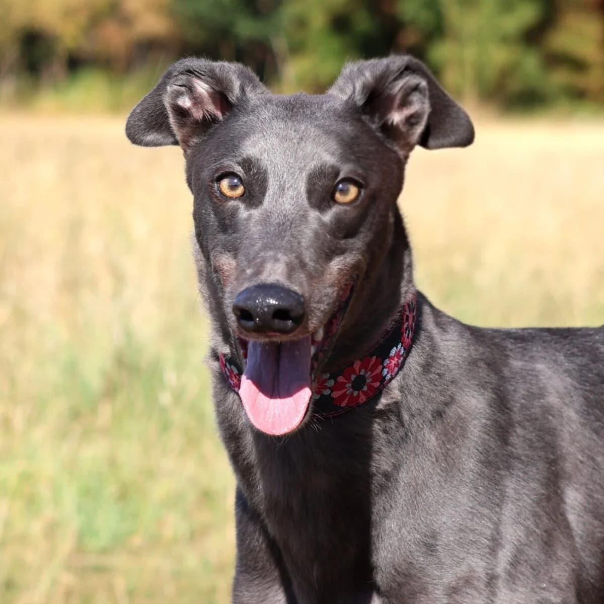 Bonny, female Greyhound for adoption at Yarmouth Greyhound Homefinders