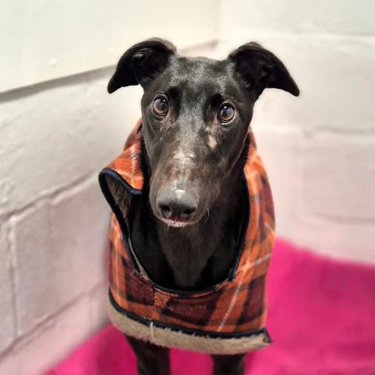 Chunky, Greyhound for adoption at Yarmouth Greyhound Homefinders