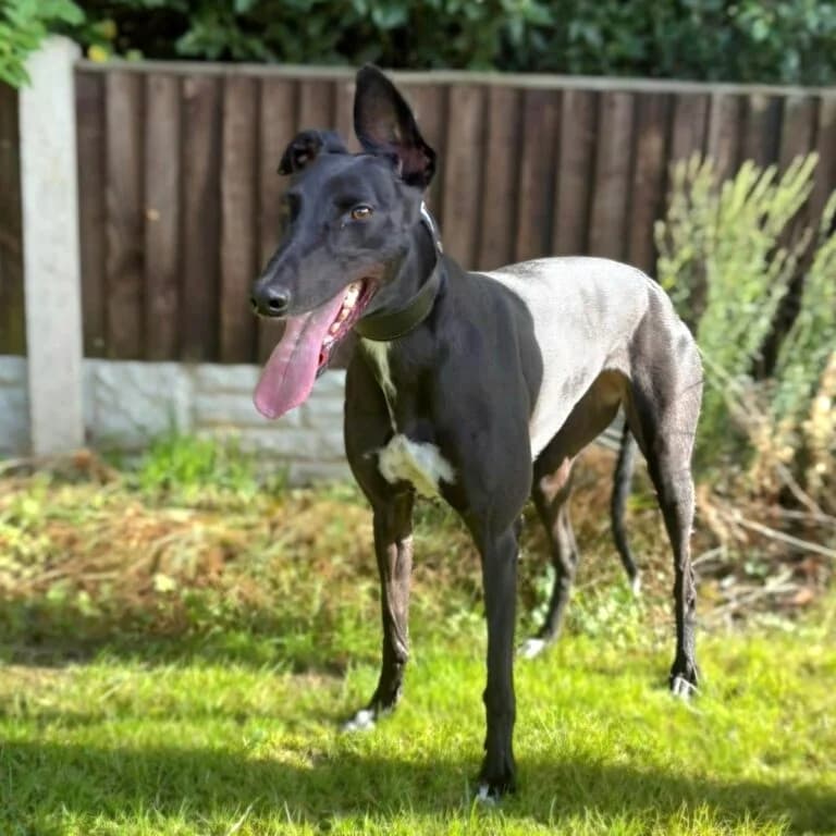 Dora, Greyhound for adoption at Yarmouth Greyhound Homefinders