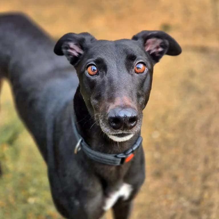 Grace, Greyhound for adoption at Yarmouth Greyhound Homefinders