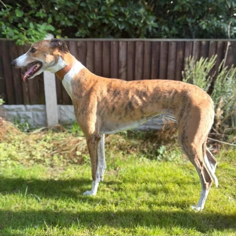 Jil, Greyhound for adoption at Yarmouth Greyhound Homefinders