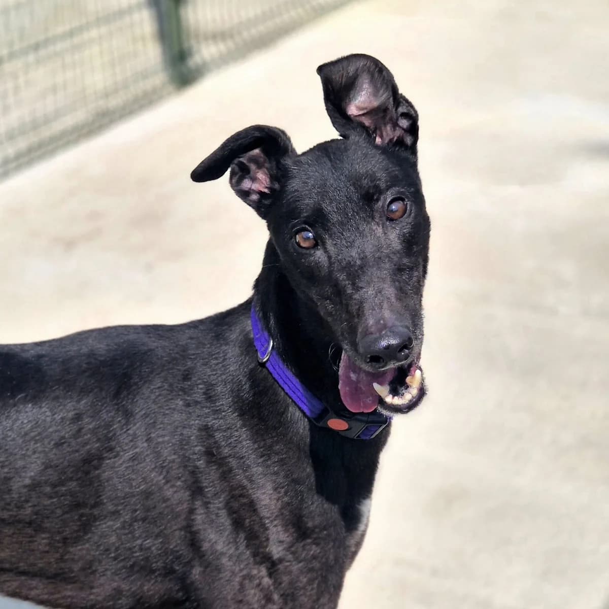 King, male Greyhound for adoption at Yarmouth Greyhound Homefinders