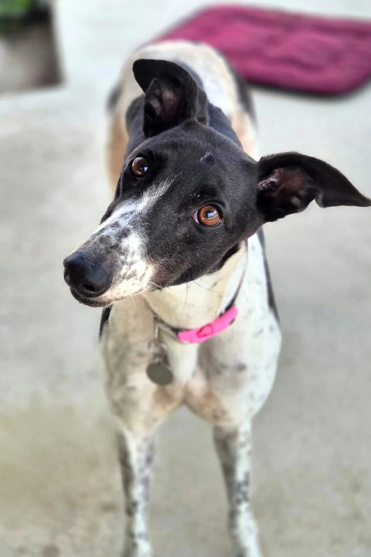 Lola, female Greyhound for adoption at Yarmouth Greyhound Homefinders