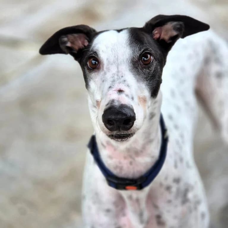 Star, Greyhound for adoption at Yarmouth Greyhound Homefinders