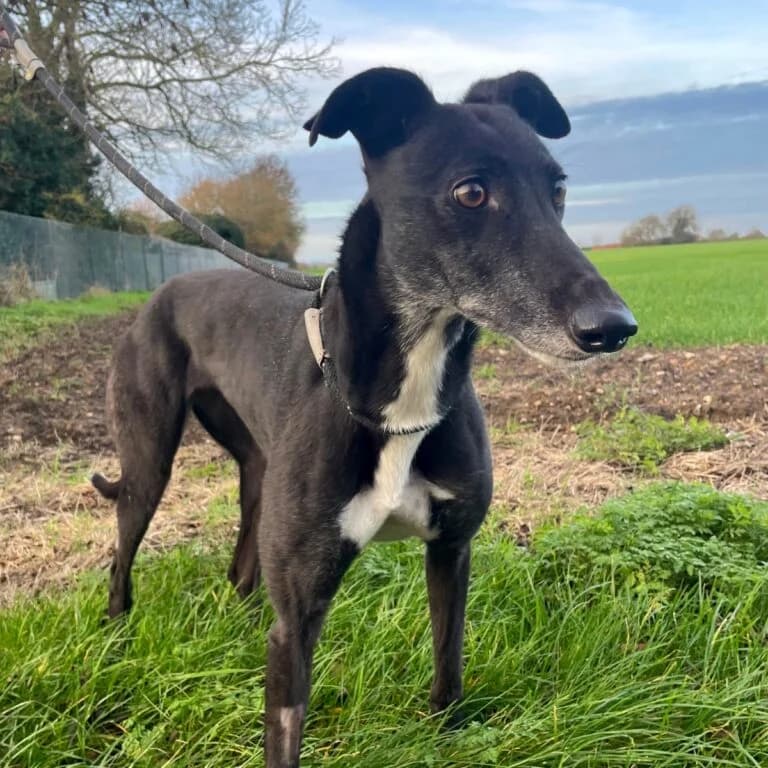 Star, Greyhound for adoption at Yarmouth Greyhound Homefinders