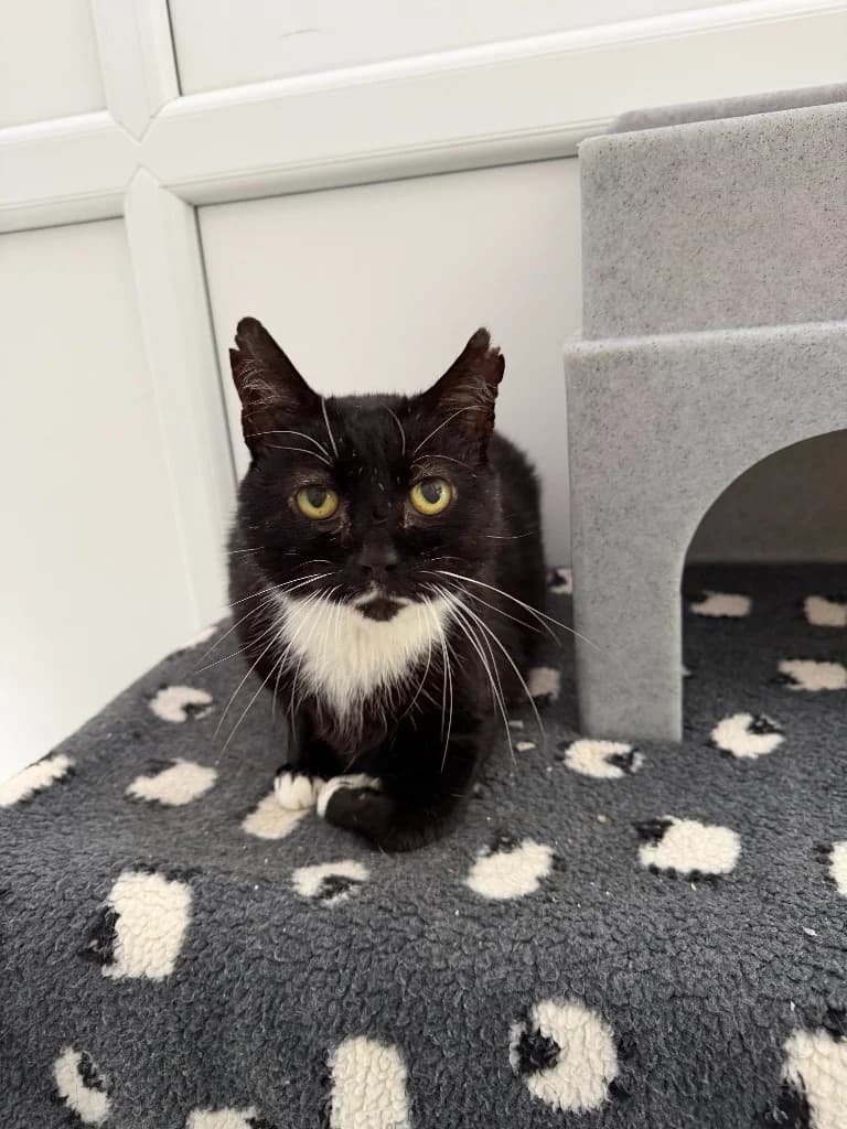 Toby, male senior Mixed Breed Cat for adoption at Yorkshire Cat Rescue