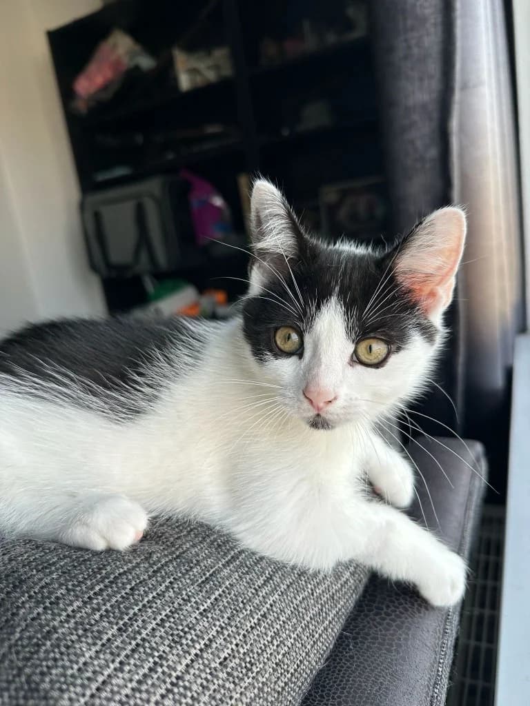 Tommy, male puppy Mixed Breed Cat for adoption at Yorkshire Cat Rescue