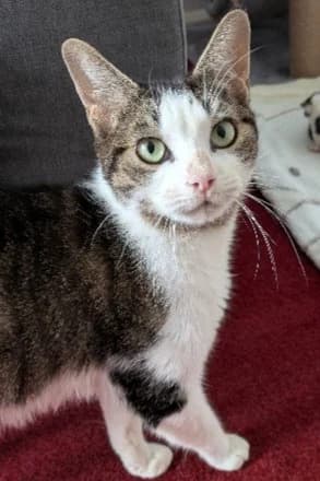 Elsa, female young Mixed Breed Cat for adoption at Yorkshire Cat Rescue