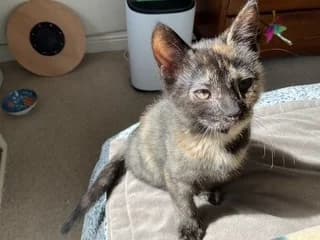 Tulip, female puppy Mixed Breed Cat for adoption at Yorkshire Cat Rescue