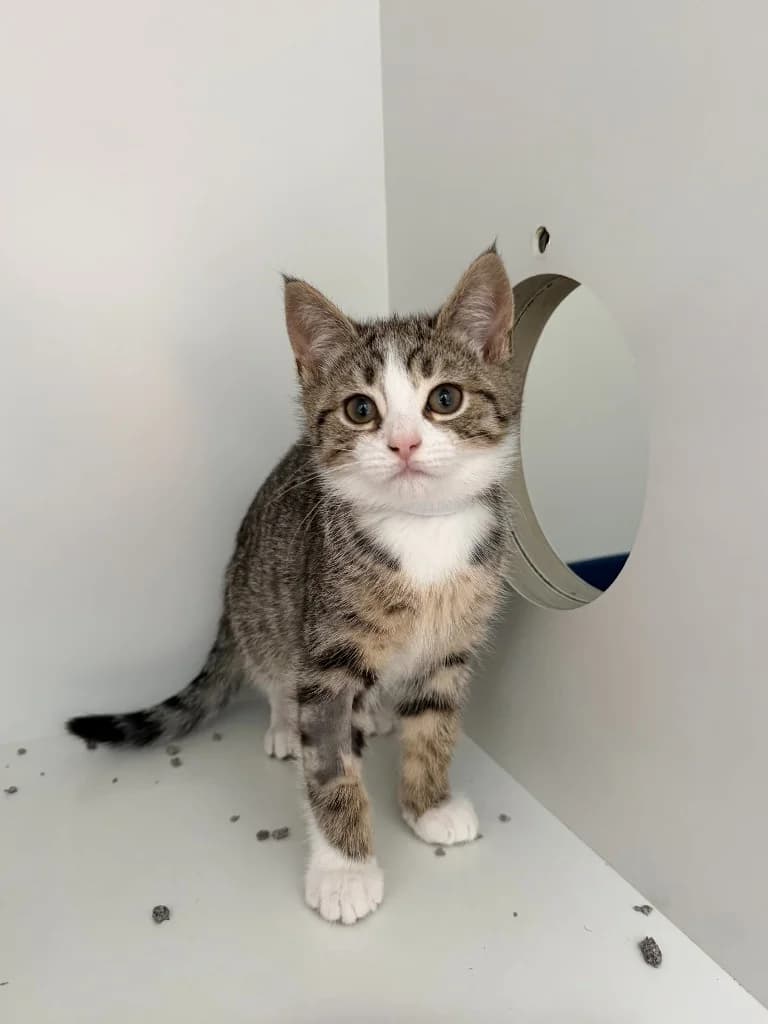 Dandelion, female puppy Mixed Breed Cat for adoption at Yorkshire Cat Rescue