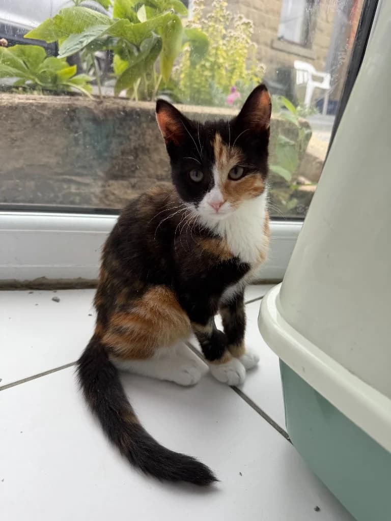 Birdie, female puppy Mixed Breed Cat for adoption at Yorkshire Cat Rescue