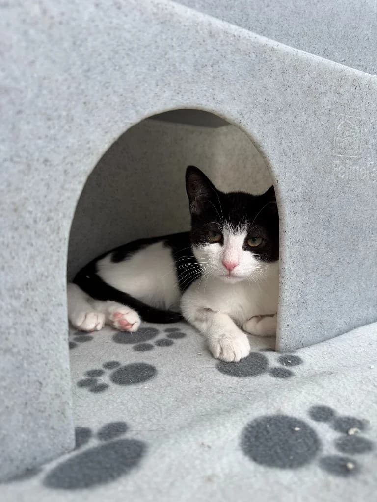 Fred, male puppy Mixed Breed Cat for adoption at Yorkshire Cat Rescue