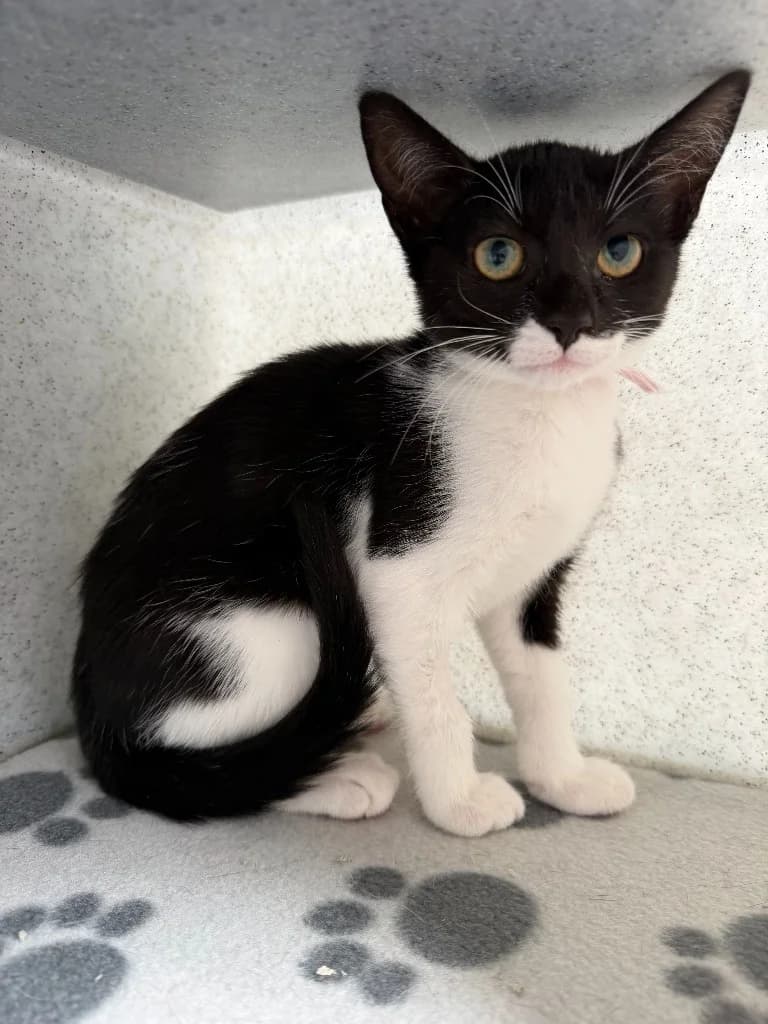 Pebbles, female puppy Mixed Breed Cat for adoption at Yorkshire Cat Rescue