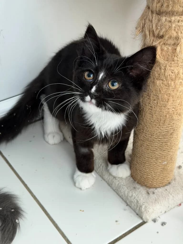 Creepella, female puppy mixed breed for adoption at Yorkshire Cat Rescue