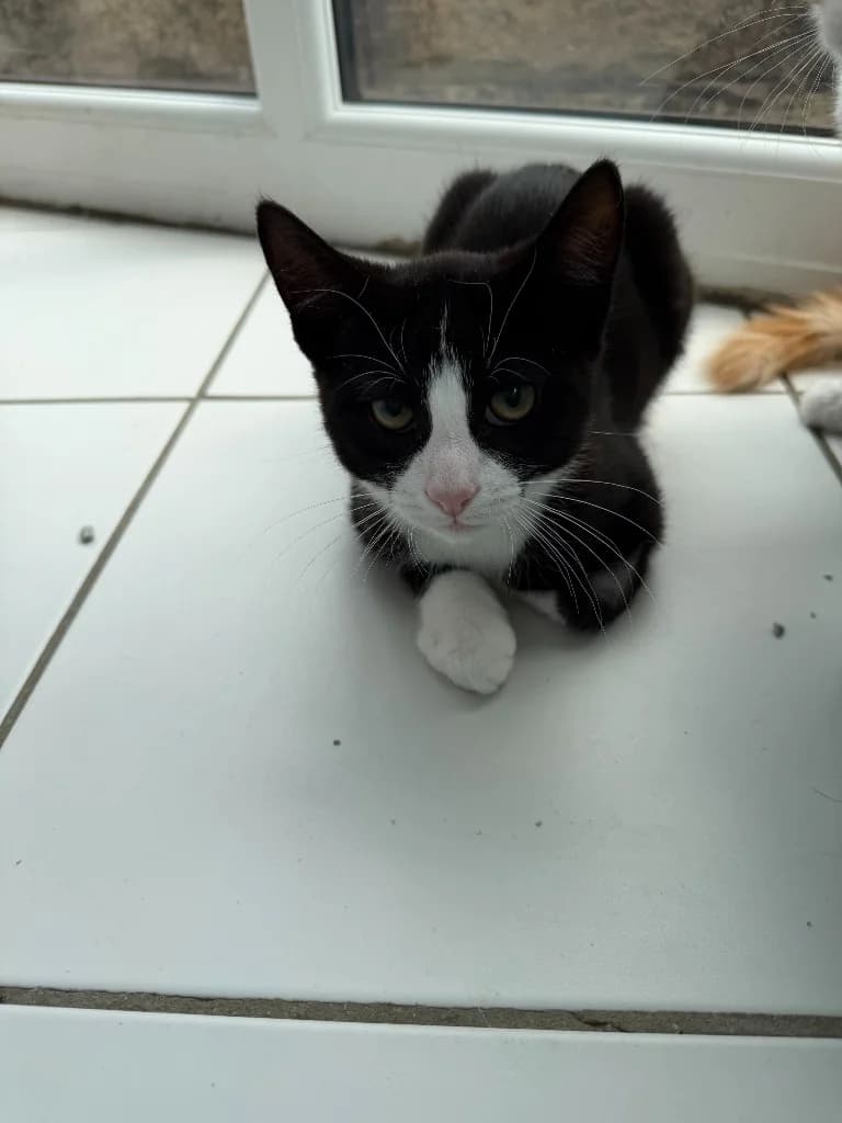 Dino, male puppy Mixed Breed Cat for adoption at Yorkshire Cat Rescue