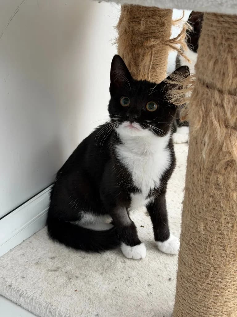 Pearl, female puppy Mixed Breed Cat for adoption at Yorkshire Cat Rescue