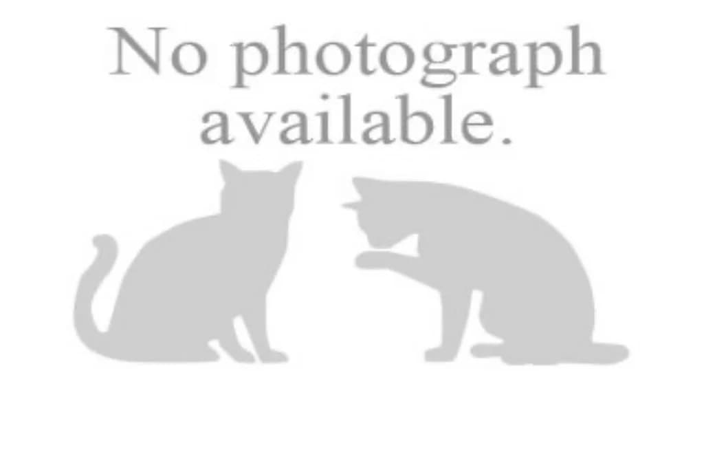 Henry & Rupert, male puppy Mixed Breed Cat for adoption at Yorkshire Cat Rescue