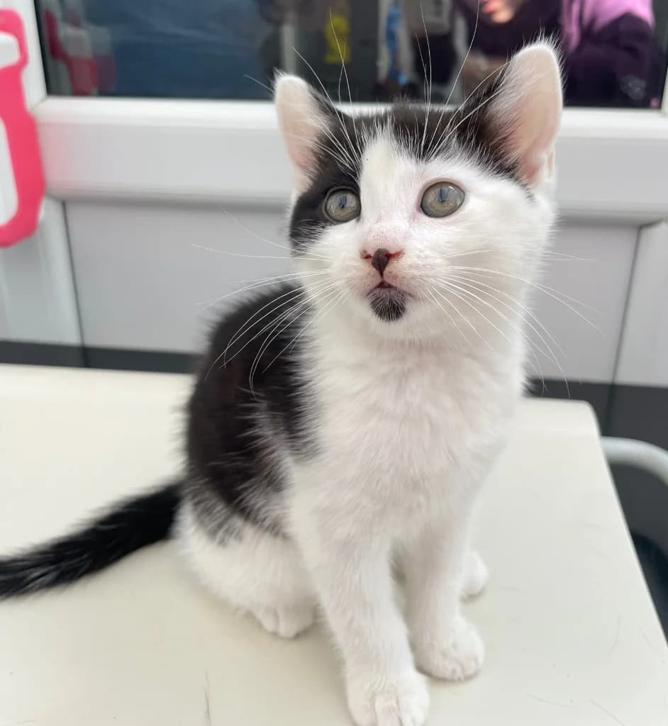 Mochi, female puppy Mixed Breed Cat for adoption at Yorkshire Cat Rescue