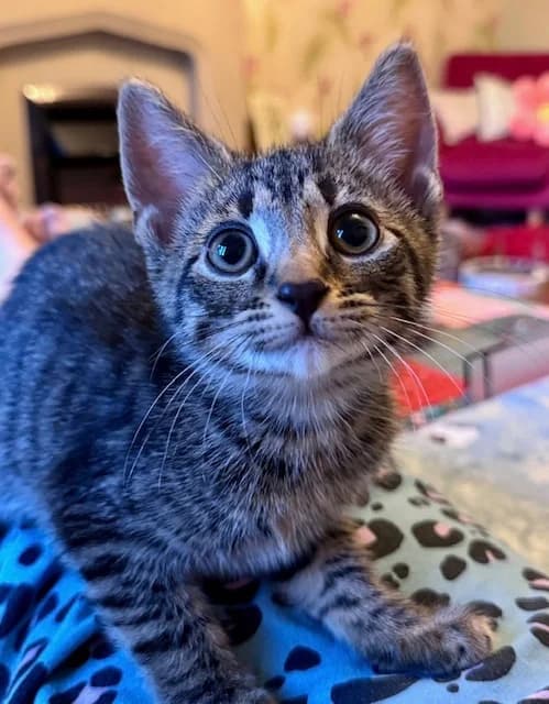 Zak, male puppy Mixed Breed Cat for adoption at Yorkshire Cat Rescue