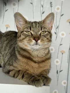 Wonder, female young Mixed Breed Cat for adoption at Yorkshire Cat Rescue