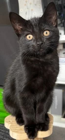 Wolverine, male puppy Mixed Breed Cat for adoption at Yorkshire Cat Rescue
