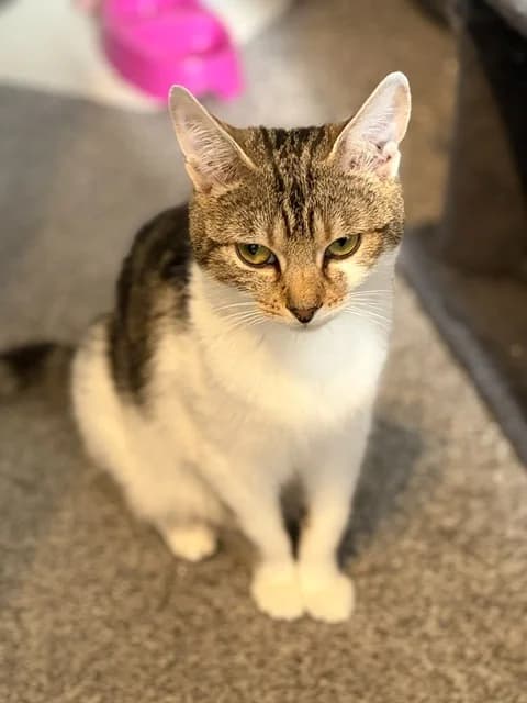 Cherry / Charlie & Cherry, female young Mixed Breed Cat for adoption at Yorkshire Cat Rescue