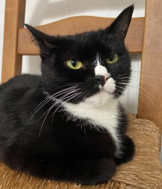 Marilyn, female young Mixed Breed Cat for adoption at Yorkshire Cat Rescue