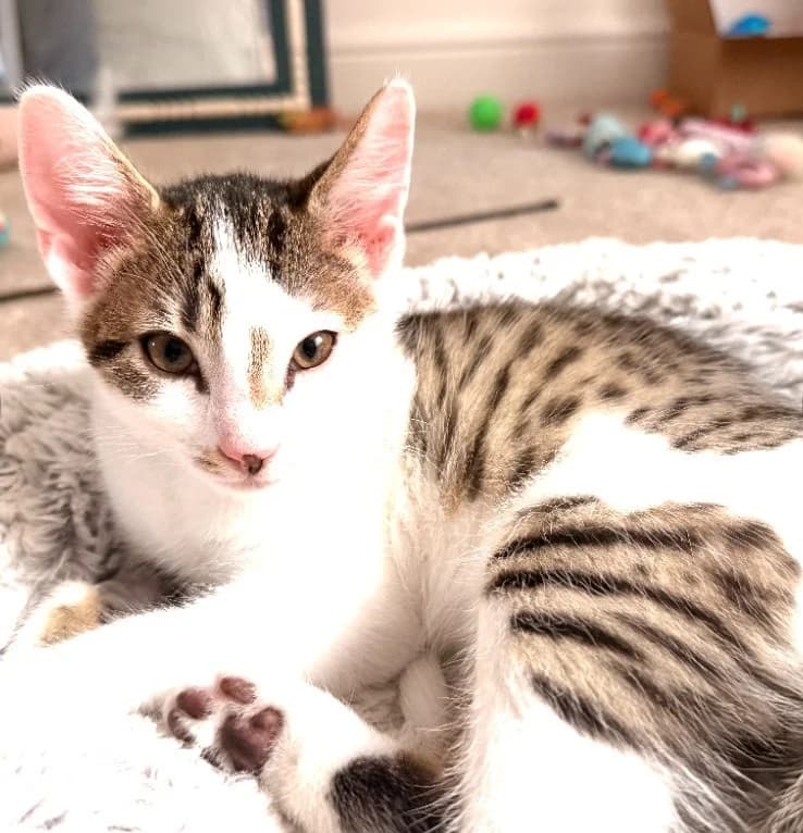 Taika, male puppy Mixed Breed Cat for adoption at Yorkshire Cat Rescue