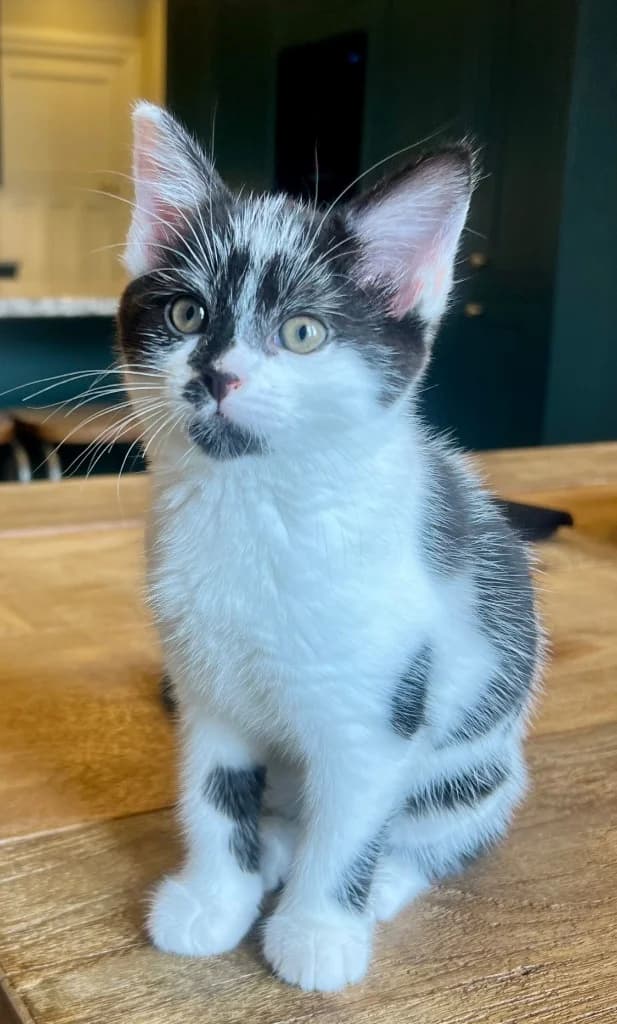 Wren, female puppy mixed breed for adoption at Yorkshire Cat Rescue