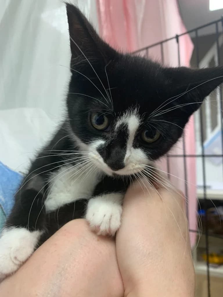 Vader, female puppy Mixed Breed Cat for adoption at Yorkshire Cat Rescue