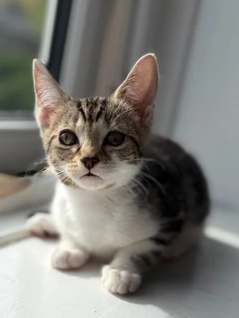 Humbug, female puppy Mixed Breed Cat for adoption at Yorkshire Cat Rescue