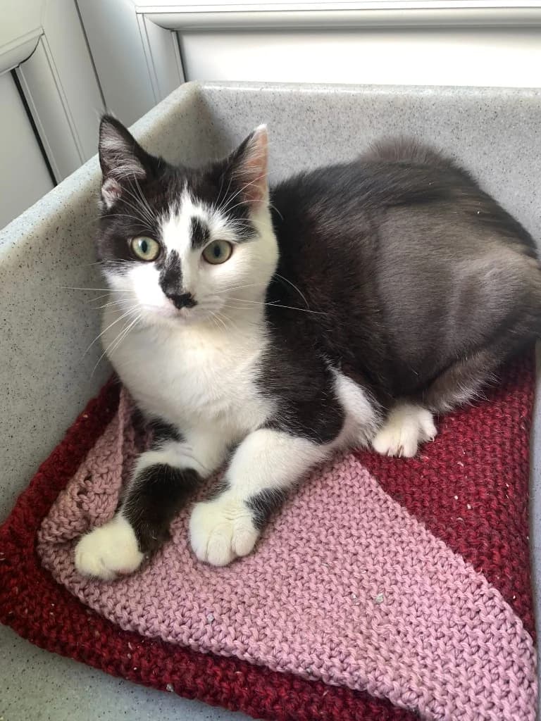Grace, female puppy Mixed Breed Cat for adoption at Yorkshire Cat Rescue