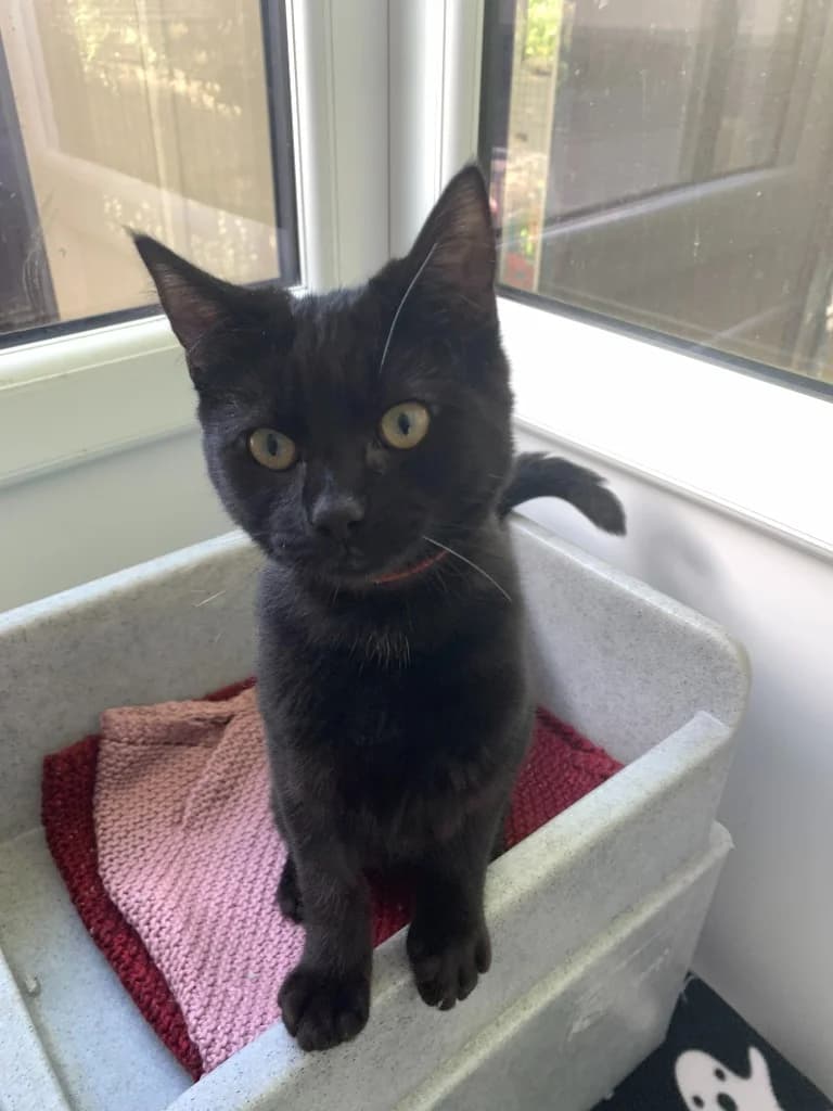 Stella, female puppy Mixed Breed Cat for adoption at Yorkshire Cat Rescue