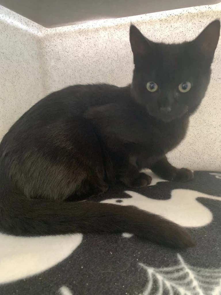 Philippa, female puppy Mixed Breed Cat for adoption at Yorkshire Cat Rescue