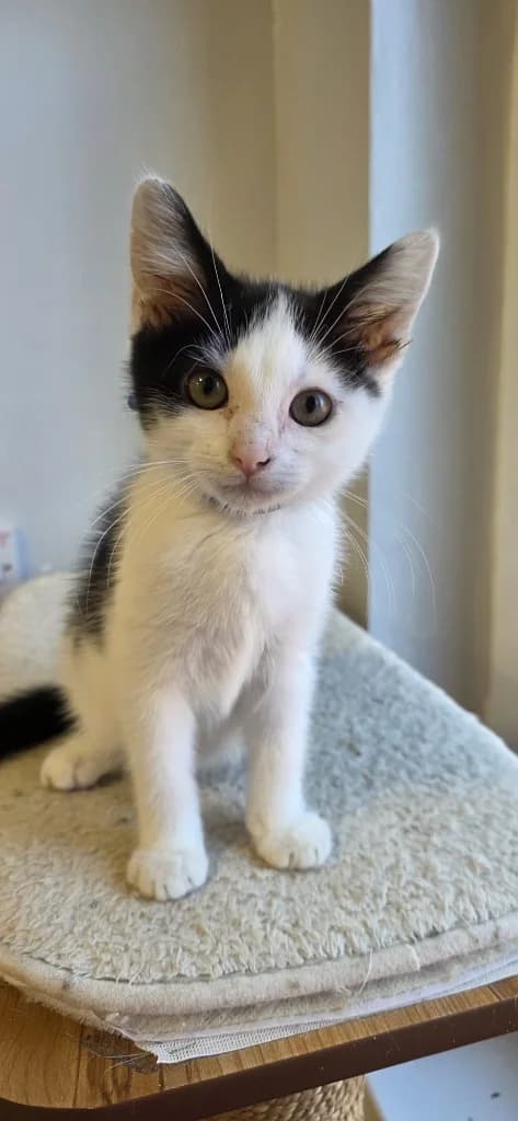 Theo, male puppy Mixed Breed Cat for adoption at Yorkshire Cat Rescue