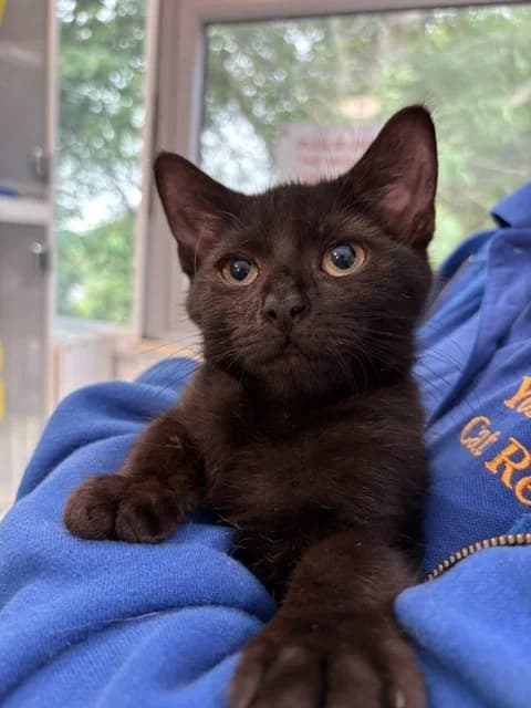 Edamame, female puppy Mixed Breed Cat for adoption at Yorkshire Cat Rescue