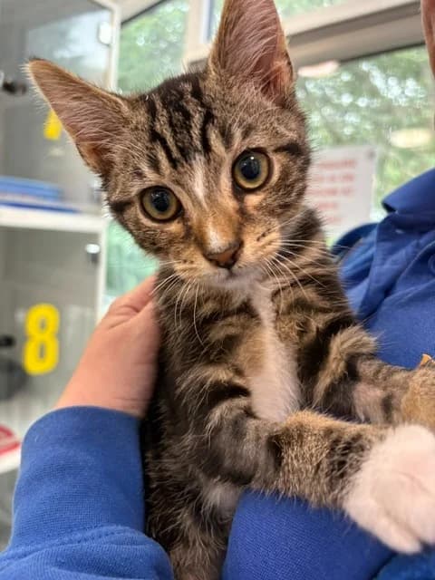 Sashimi, male puppy Mixed Breed Cat for adoption at Yorkshire Cat Rescue