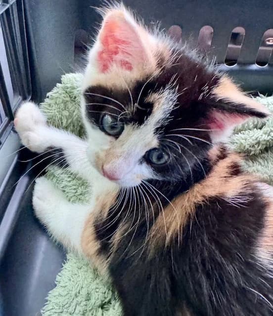 Treacle, female puppy Mixed Breed Cat for adoption at Yorkshire Cat Rescue