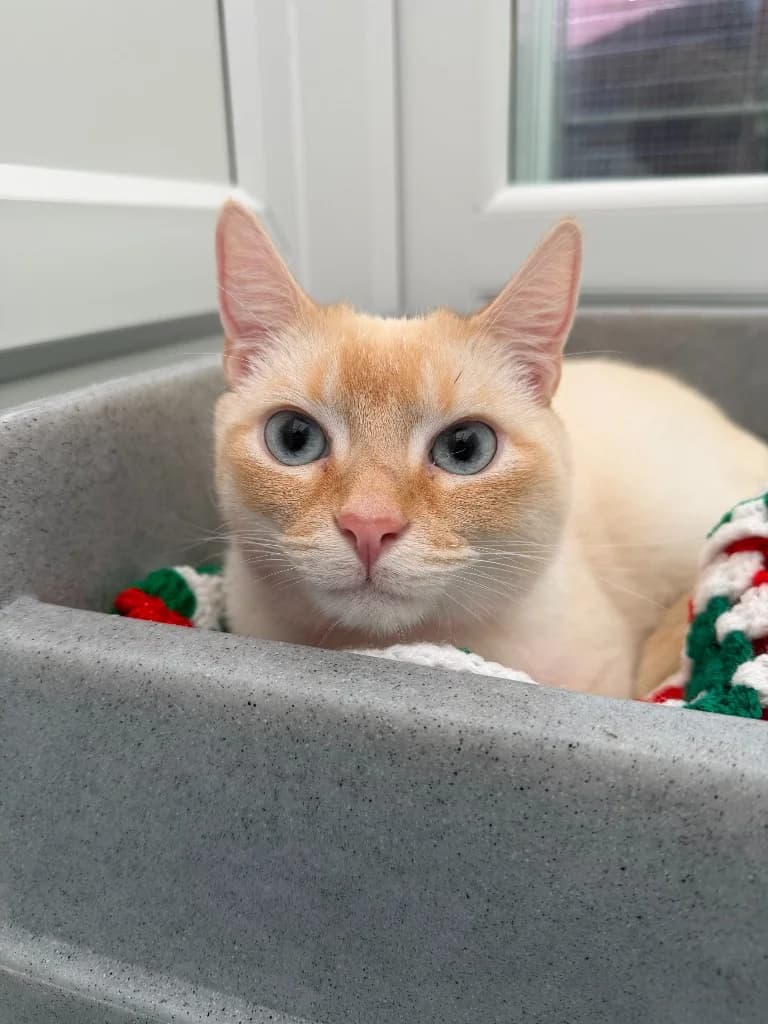 Binky, male 3yo Siamese for adoption at Yorkshire Cat Rescue
