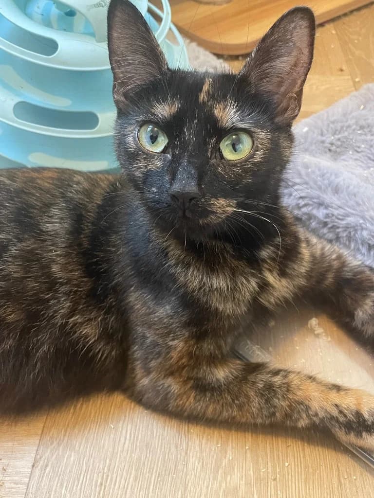 Ember, female young Mixed Breed Cat for adoption at Yorkshire Cat Rescue