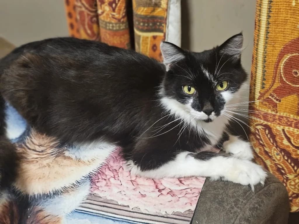 Vienetta, female young Mixed Breed Cat for adoption at Yorkshire Cat Rescue