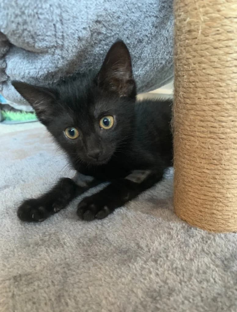 Pluto, male puppy Mixed Breed Cat for adoption at Yorkshire Cat Rescue