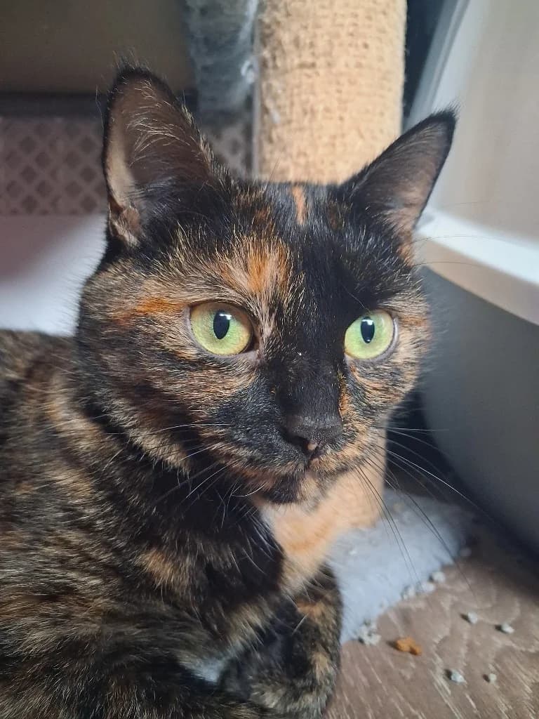 Nina, female young Mixed Breed Cat for adoption at Yorkshire Cat Rescue