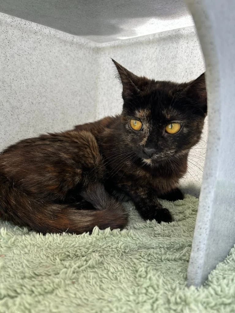 Niamh, female young Mixed Breed Cat for adoption at Yorkshire Cat Rescue